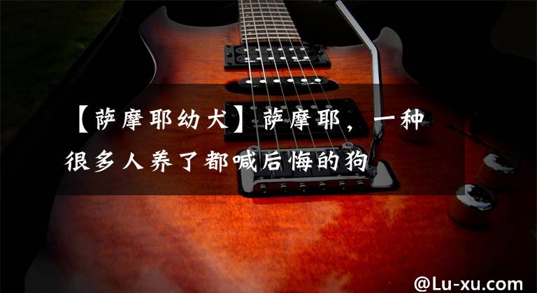 【萨摩耶幼犬】萨摩耶,一种很多人养了都喊后悔的狗