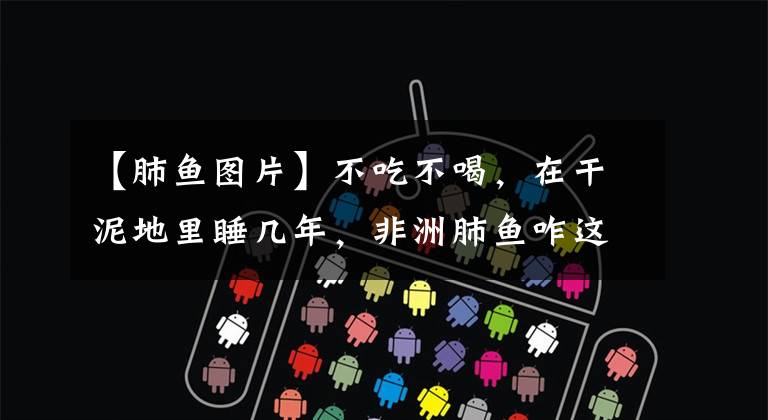 【肺鱼图片】不吃不喝,在干泥地里睡几年,非洲肺鱼咋这么牛B