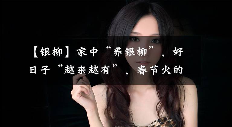 【银柳】家中“养银柳”，好日子“越来越有”，春节火的年宵花，了解一下