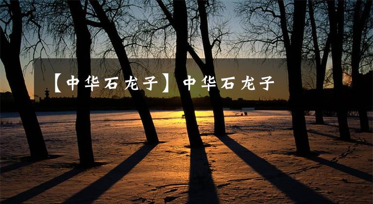 【中华石龙子】中华石龙子