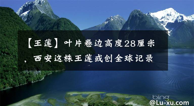 【王莲】叶片卷边高度28厘米，西安这株王莲或创全球记录