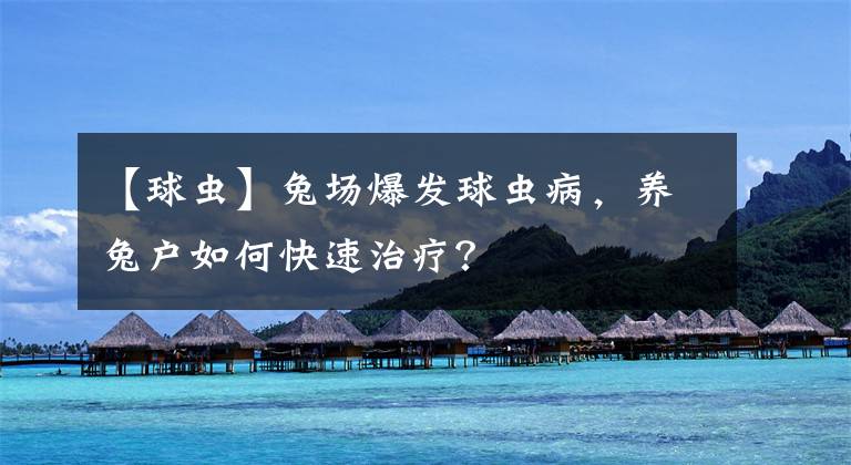 【球虫】兔场爆发球虫病，养兔户如何快速治疗？