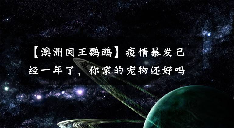 【澳洲国王鹦鹉】疫情暴发已经一年了，你家的宠物还好吗？