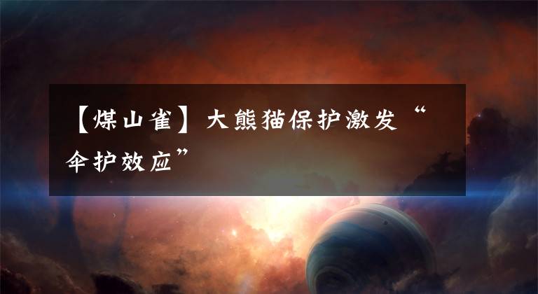 【煤山雀】大熊猫保护激发“伞护效应”