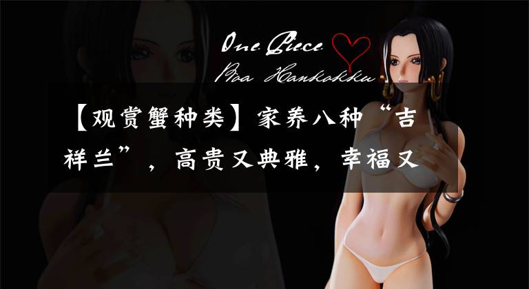 【观赏蟹种类】家养八种“吉祥兰”，高贵又典雅，幸福又安康