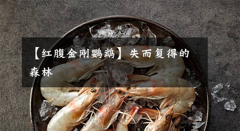 【红腹金刚鹦鹉】失而复得的森林