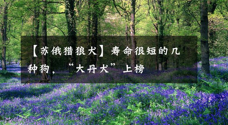 【苏俄猎狼犬】寿命很短的几种狗，“大丹犬”上榜