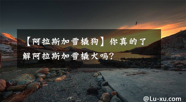 【阿拉斯加雪橇狗】你真的了解阿拉斯加雪橇犬吗？