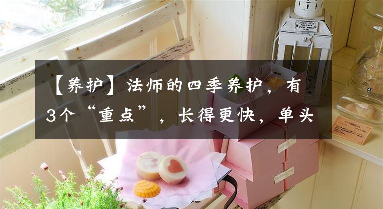 【养护】法师的四季养护,有3个“重点”,长得更快,单头变多头,颜色美