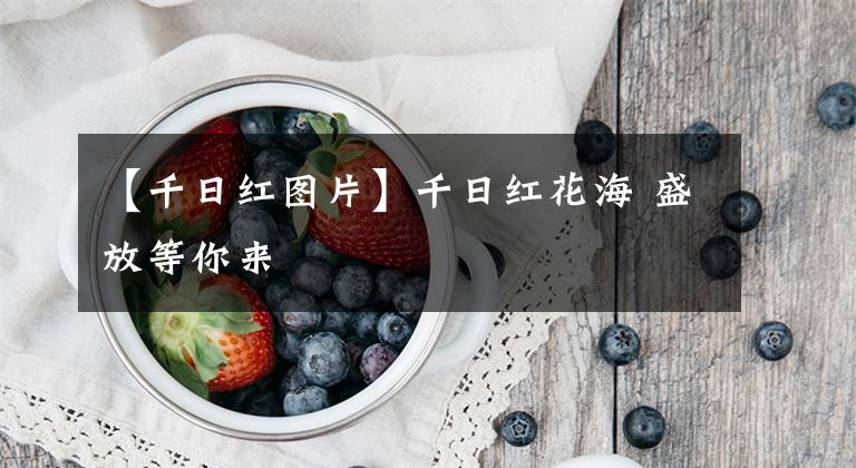 【千日红图片】千日红花海 盛放等你来