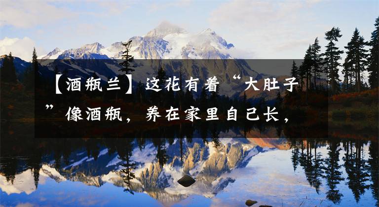 【酒瓶兰】这花有着“大肚子”像酒瓶,养在家里自己长,装饰品也有了