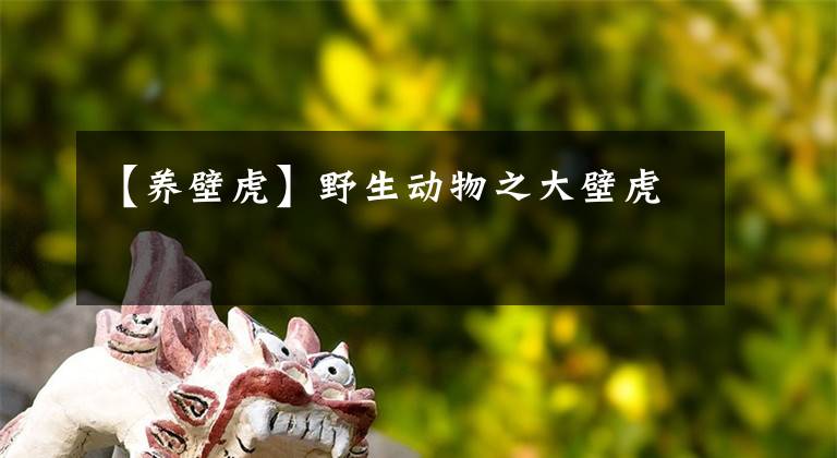 【养壁虎】野生动物之大壁虎