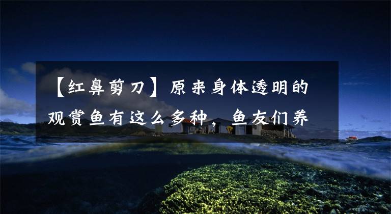 【红鼻剪刀】原来身体透明的观赏鱼有这么多种,鱼友们养过哪一种?