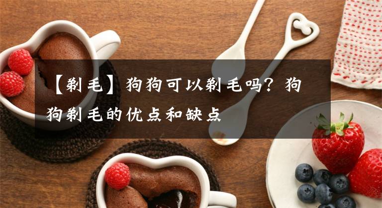 【剃毛】狗狗可以剃毛吗?狗狗剃毛的优点和缺点