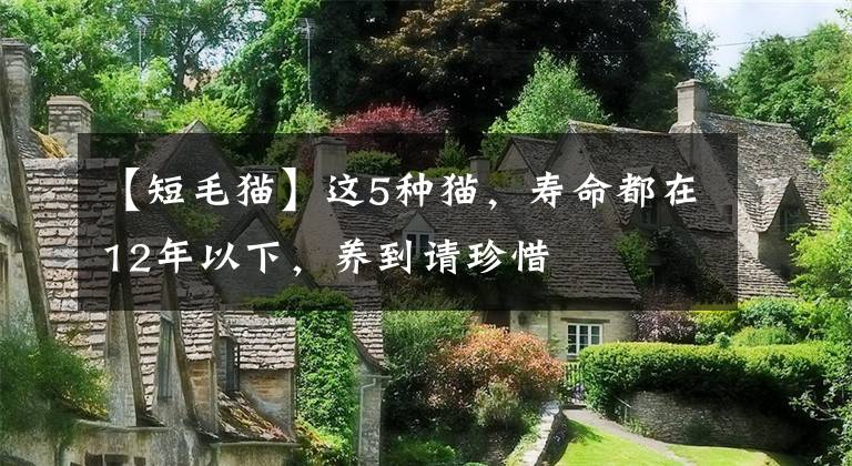 【短毛猫】这5种猫，寿命都在12年以下，养到请珍惜