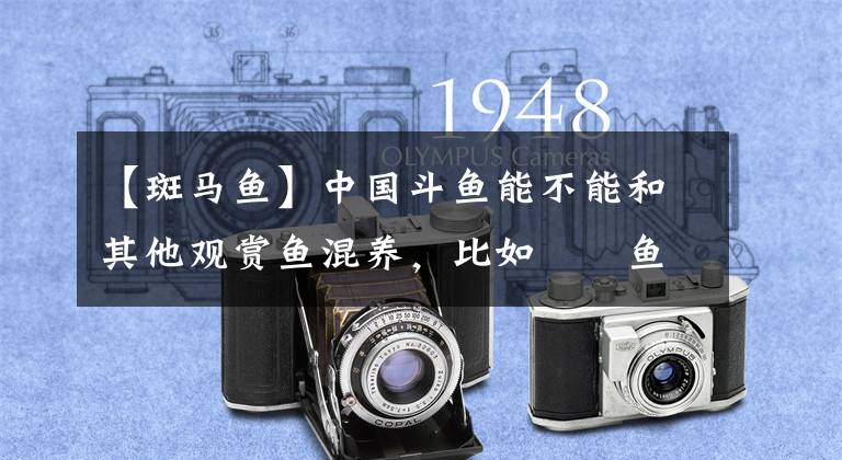 【斑马鱼】中国斗鱼能不能和其他观赏鱼混养，比如鳑鲏鱼，或者小型热带鱼？