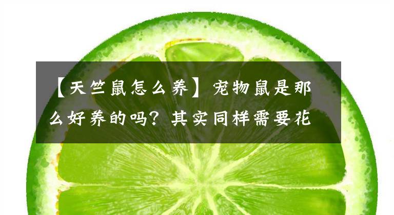 【天竺鼠怎么养】宠物鼠是那么好养的吗?其实同样需要花心思照顾,前提工作需做好