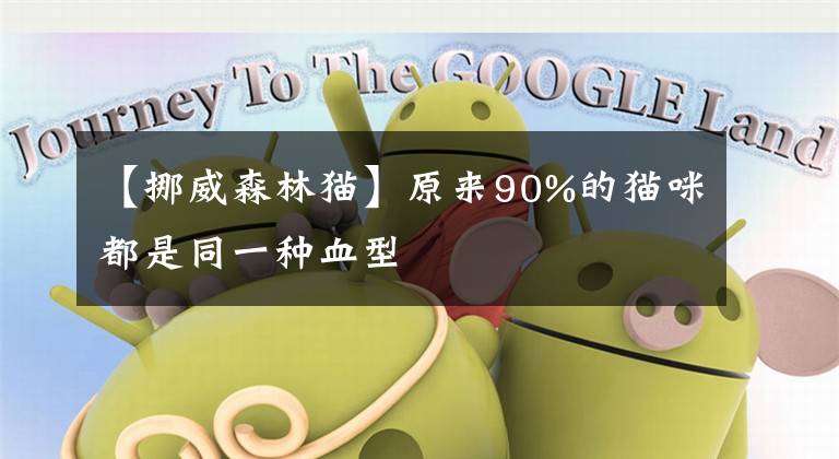 【挪威森林猫】原来90%的猫咪都是同一种血型