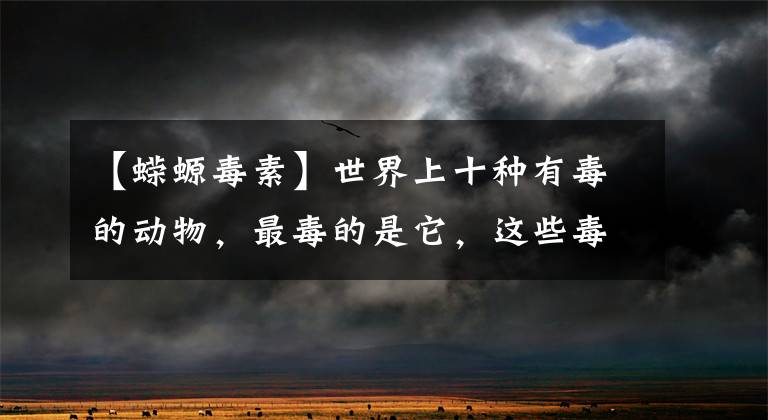 【蝾螈毒素】世界上十种有毒的动物,最毒的是它,这些毒物有你认识的吗?