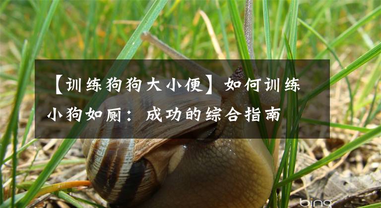 【训练狗狗大小便】如何训练小狗如厕：成功的综合指南