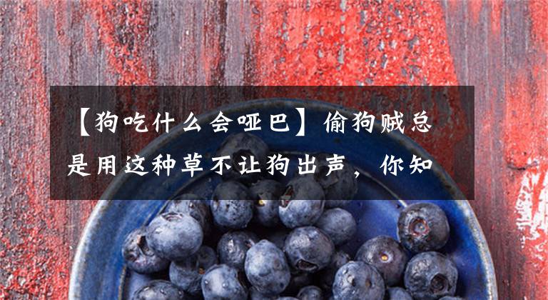 【狗吃什么会哑巴】偷狗贼总是用这种草不让狗出声，你知道这种草吗？