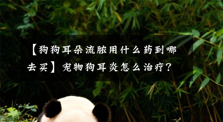 【狗狗耳朵流脓用什么药到哪去买】宠物狗耳炎怎么治疗？