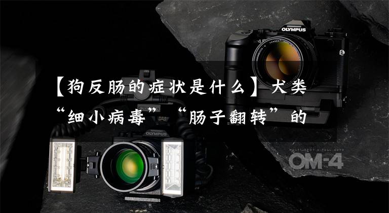 【狗反肠的症状是什么】犬类“细小病毒”“肠子翻转”的症状及时治疗是生存的关键!