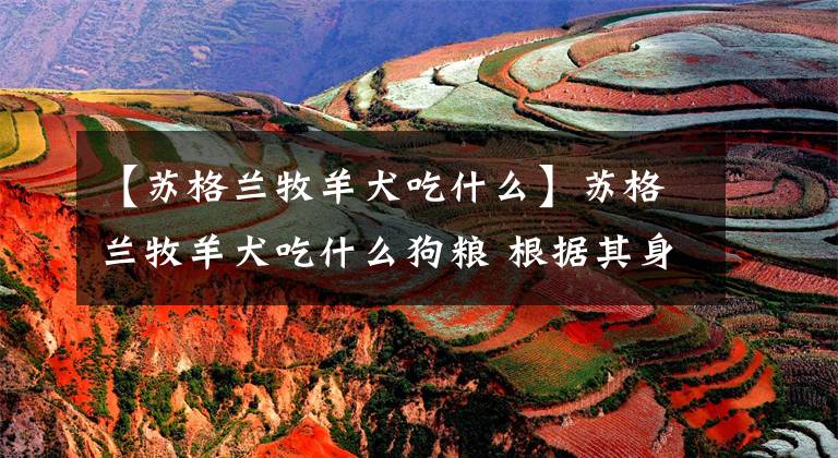 【苏格兰牧羊犬吃什么】苏格兰牧羊犬吃什么狗粮 根据其身长情况