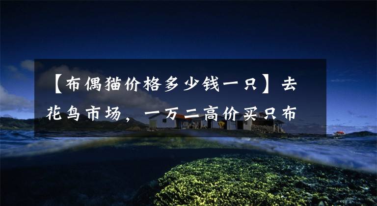 【布偶猫价格多少钱一只】去花鸟市场,一万二高价买只布偶猫,喂养四个月后,噩梦就开始了