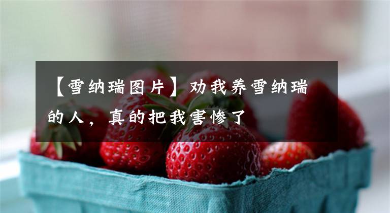 【雪纳瑞图片】劝我养雪纳瑞的人，真的把我害惨了