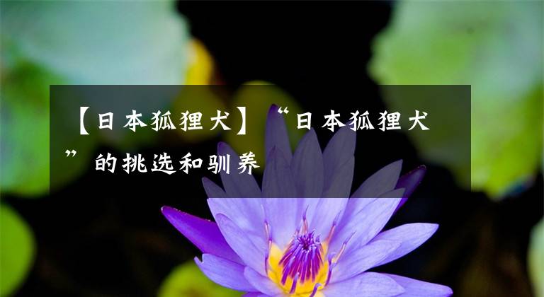 【日本狐狸犬】“日本狐狸犬”的挑选和驯养