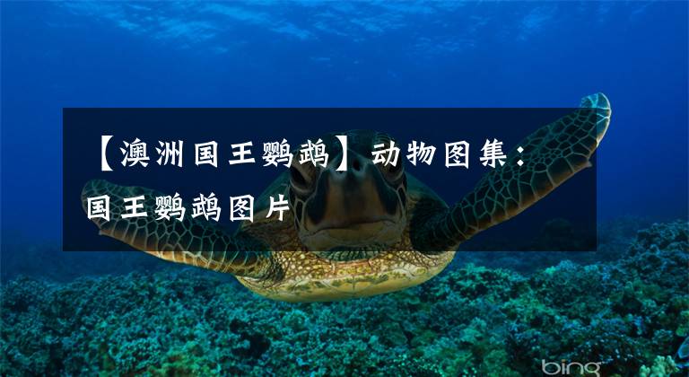 【澳洲国王鹦鹉】动物图集:国王鹦鹉图片