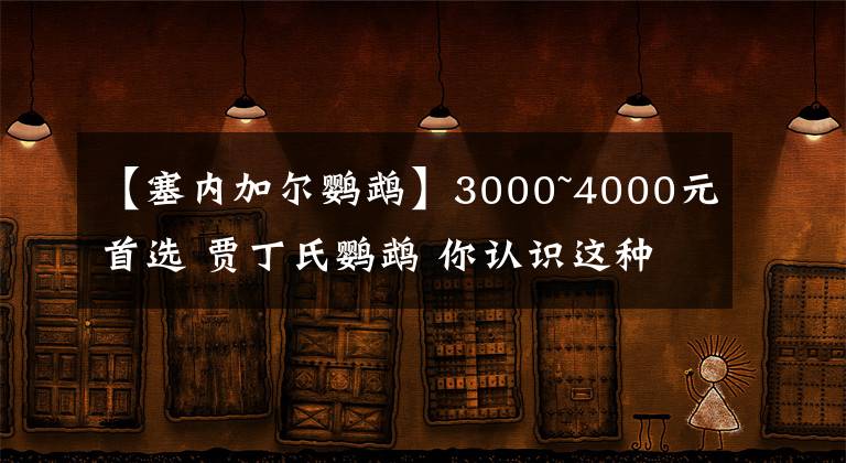 【塞内加尔鹦鹉】3000~4000元首选 贾丁氏鹦鹉 你认识这种小众鹦鹉吗?