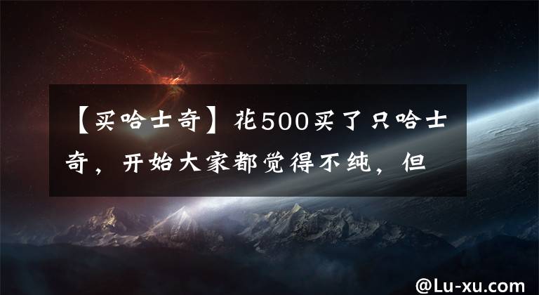 【买哈士奇】花500买了只哈士奇，开始大家都觉得不纯，但睡着了以后...