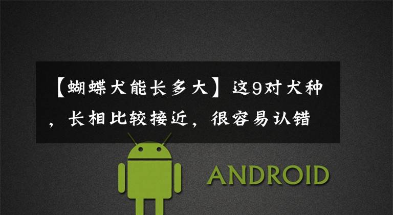 【蝴蝶犬能长多大】这9对犬种，长相比较接近，很容易认错，看看有多少人能准确认出