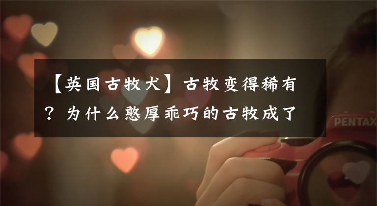 【英国古牧犬】古牧变得稀有?为什么憨厚乖巧的古牧成了没人养的狗狗?