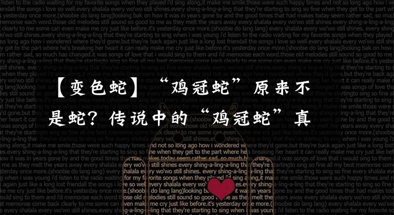 【变色蛇】“鸡冠蛇”原来不是蛇？传说中的“鸡冠蛇”真的存在吗？