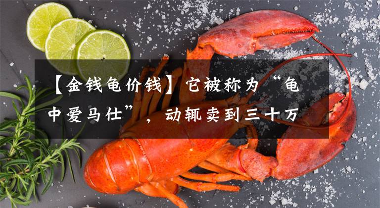 【金钱龟价钱】它被称为“龟中爱马仕”，动辄卖到三十万一只，还供不应求