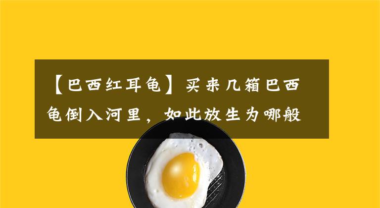 【巴西红耳龟】买来几箱巴西龟倒入河里，如此放生为哪般？钓友：无知者愚昧