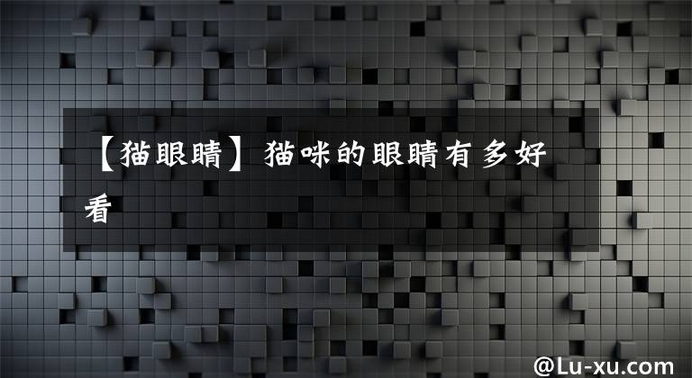 【猫眼睛】猫咪的眼睛有多好看