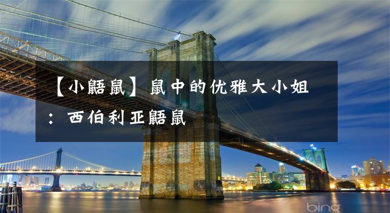 【小鼯鼠】鼠中的优雅大小姐：西伯利亚鼯鼠