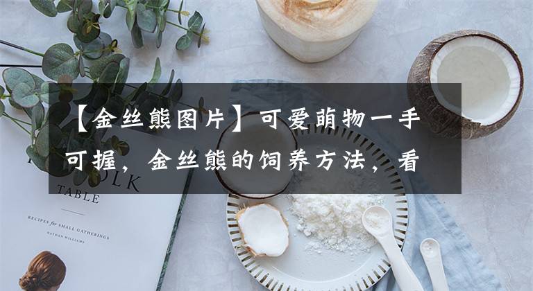 【金丝熊图片】可爱萌物一手可握，金丝熊的饲养方法，看完再入手！