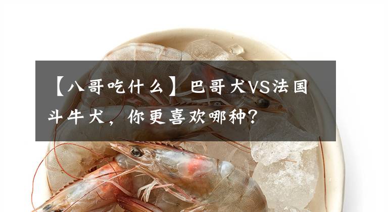 【八哥吃什么】巴哥犬VS法国斗牛犬，你更喜欢哪种？