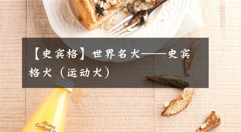 【史宾格】世界名犬——史宾格犬（运动犬）