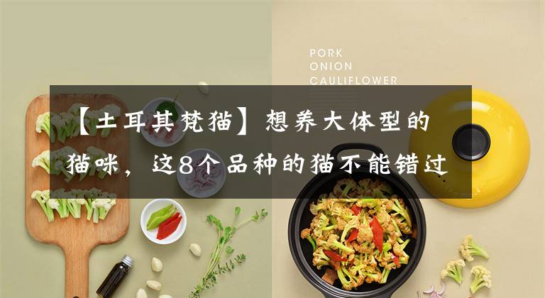 【土耳其梵猫】想养大体型的猫咪，这8个品种的猫不能错过，快看看你知道几个？