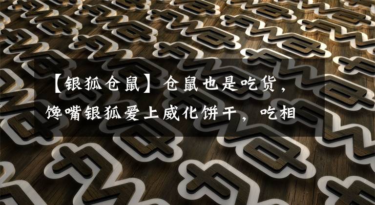【银狐仓鼠】仓鼠也是吃货，馋嘴银狐爱上威化饼干，吃相让主人很为难