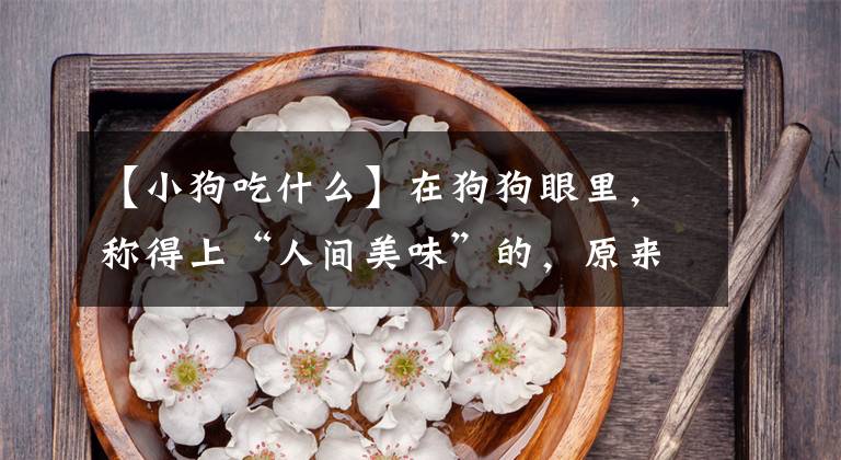 【小狗吃什么】在狗狗眼里，称得上“人间美味”的，原来是这几样食物