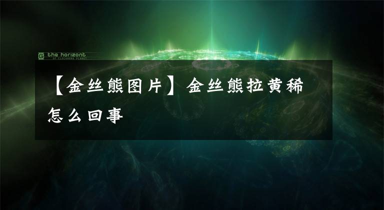 【金丝熊图片】金丝熊拉黄稀怎么回事