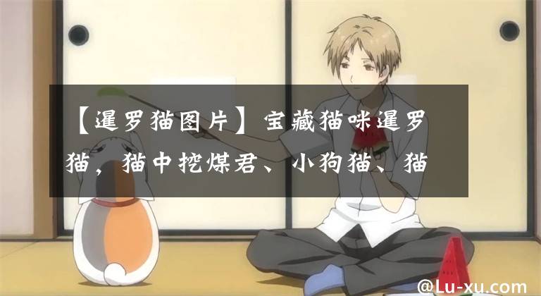 【暹罗猫图片】宝藏猫咪暹罗猫，猫中挖煤君、小狗猫、猫中二哈、唐僧猫都是它