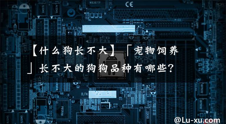 【什么狗长不大】「宠物饲养」长不大的狗狗品种有哪些？